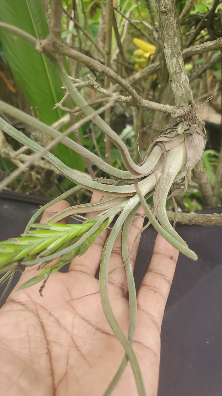 Foto de cultivo 5