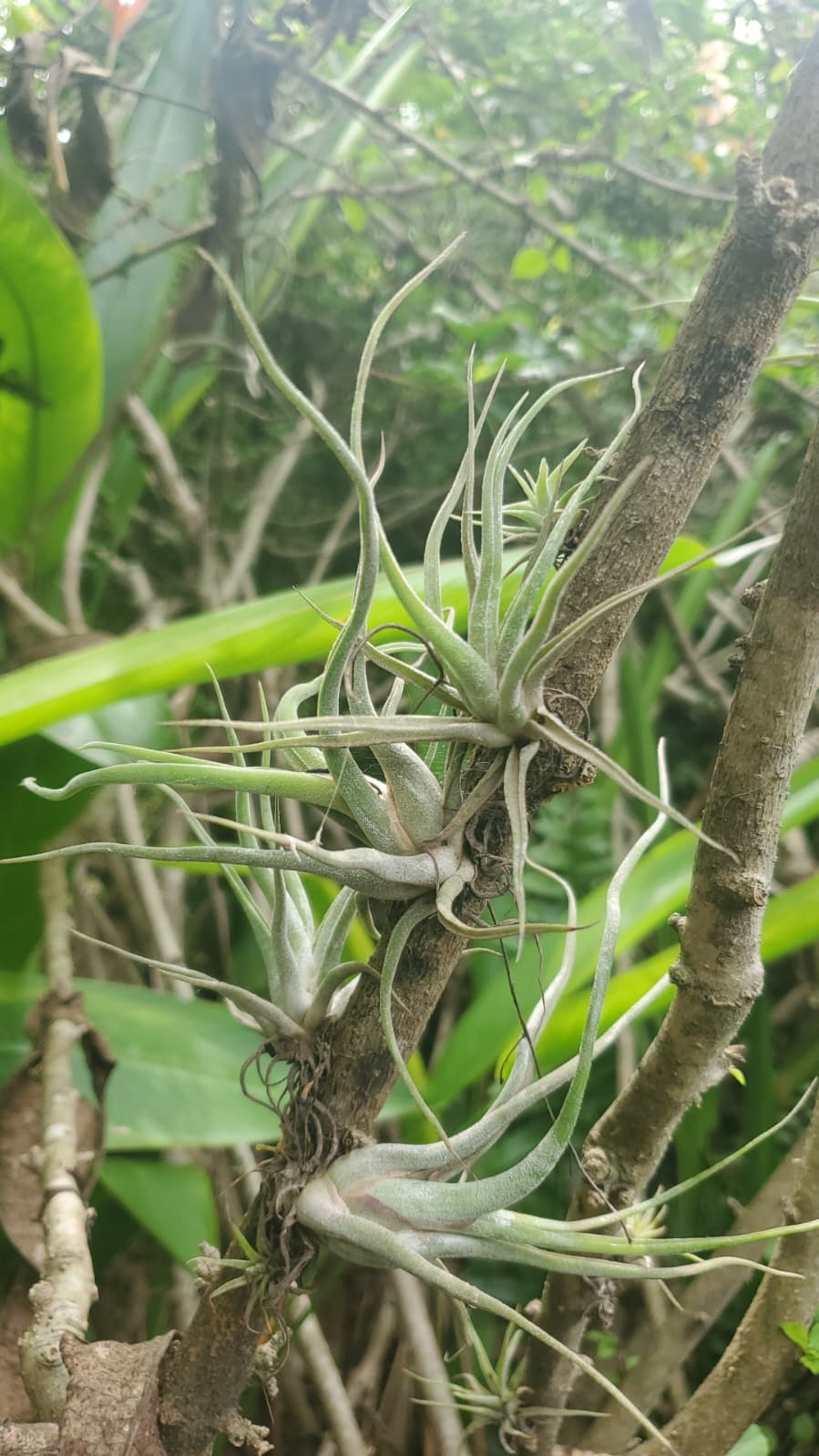 Foto de cultivo 2