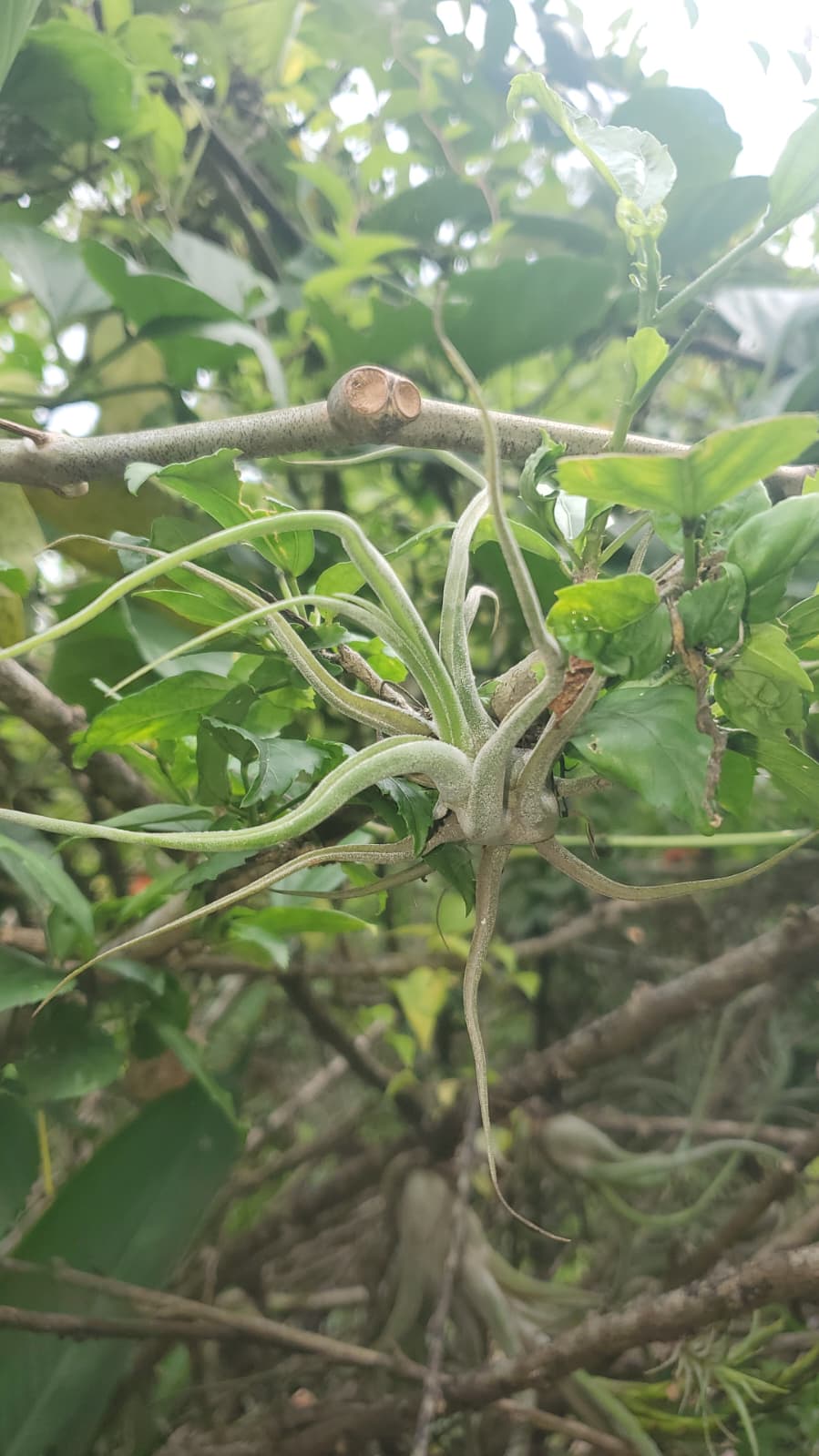 Foto de cultivo 3